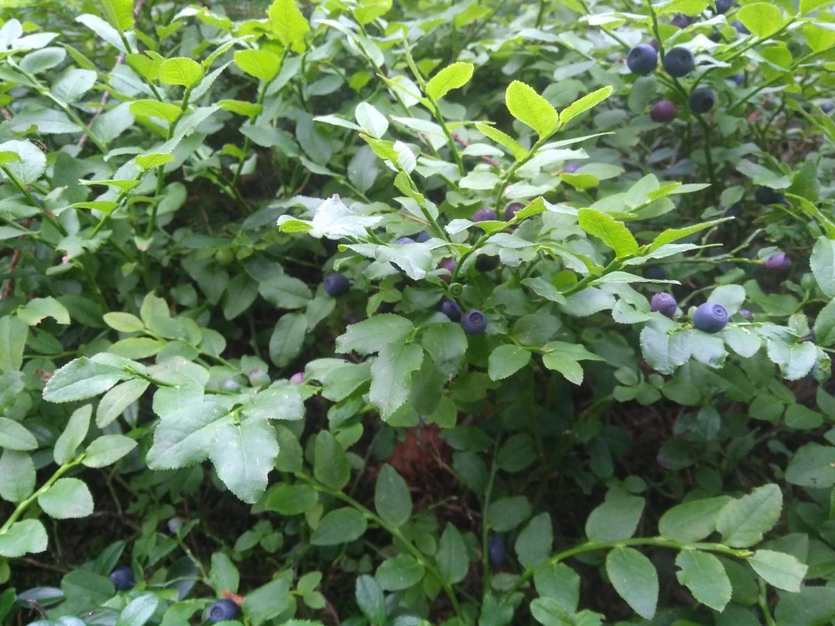 兹法小屋 Oravská Polhora 外观 照片