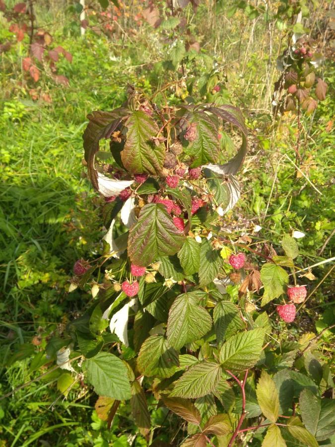 兹法小屋 Oravská Polhora 外观 照片