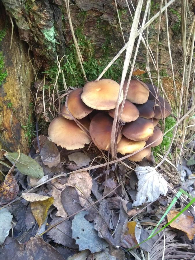 兹法小屋 Oravská Polhora 外观 照片